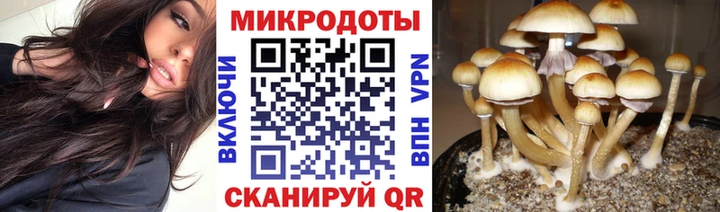 хочу наркоту  Королёв  Галлюциногенные грибы Psilocybine cubensis 